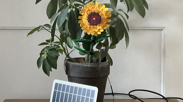 Sonnenblumen-Gießampel