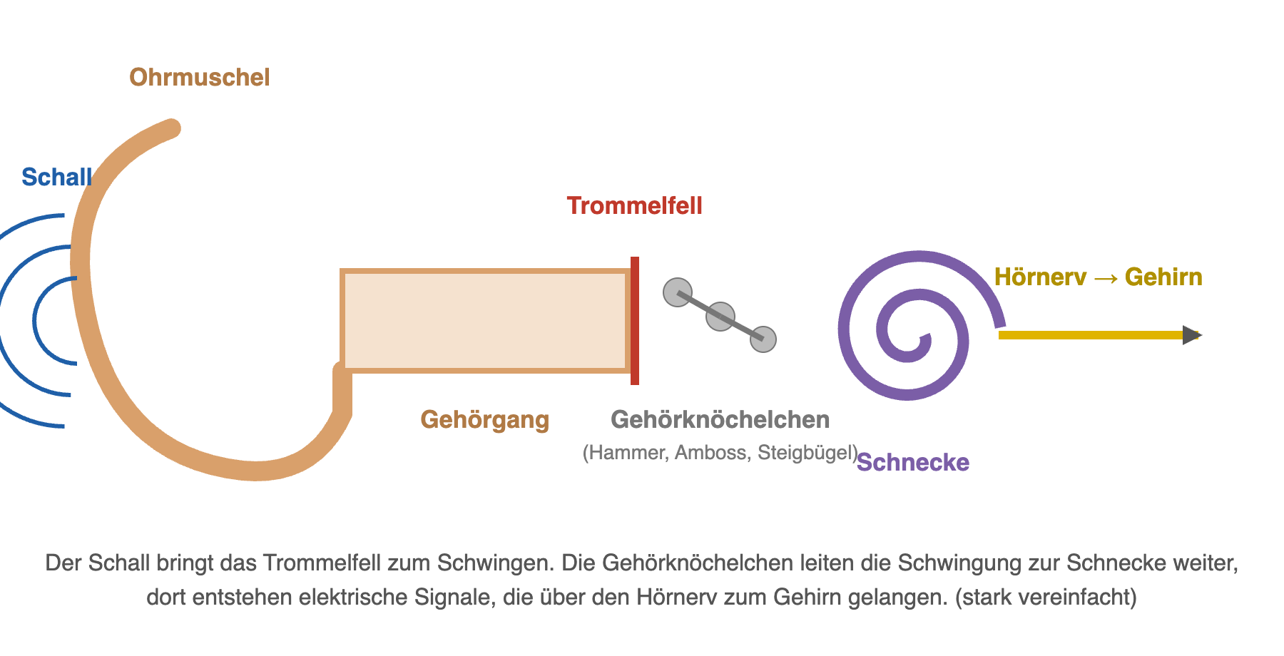 Abb. 3: Aufbau des Ohrs (stark vereinfacht).